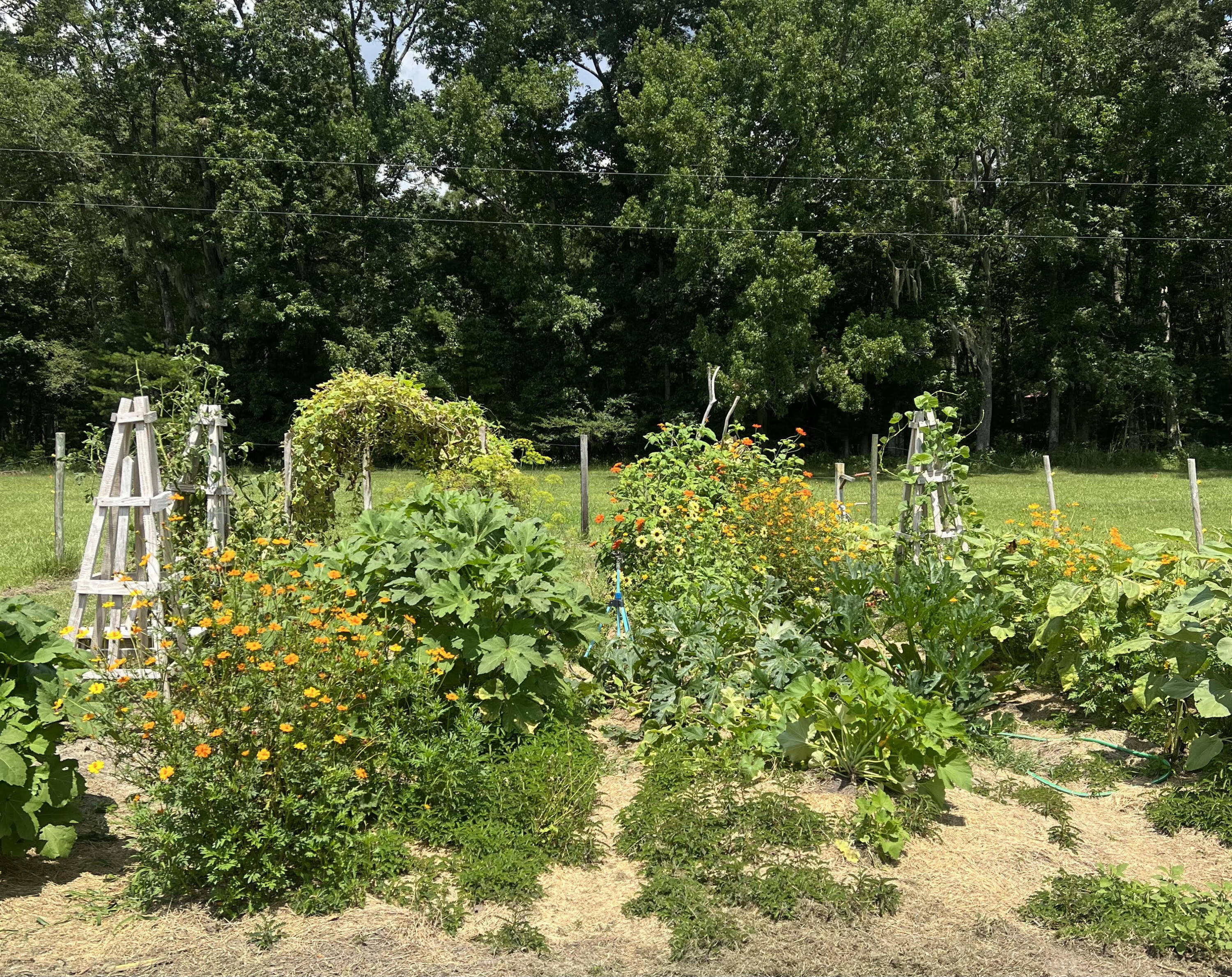 7170 A Bull Run Lane Adams Run, SC 29426 - Photo 27 of 38 7170 Bull Run Ln - Vegetable Garden in J