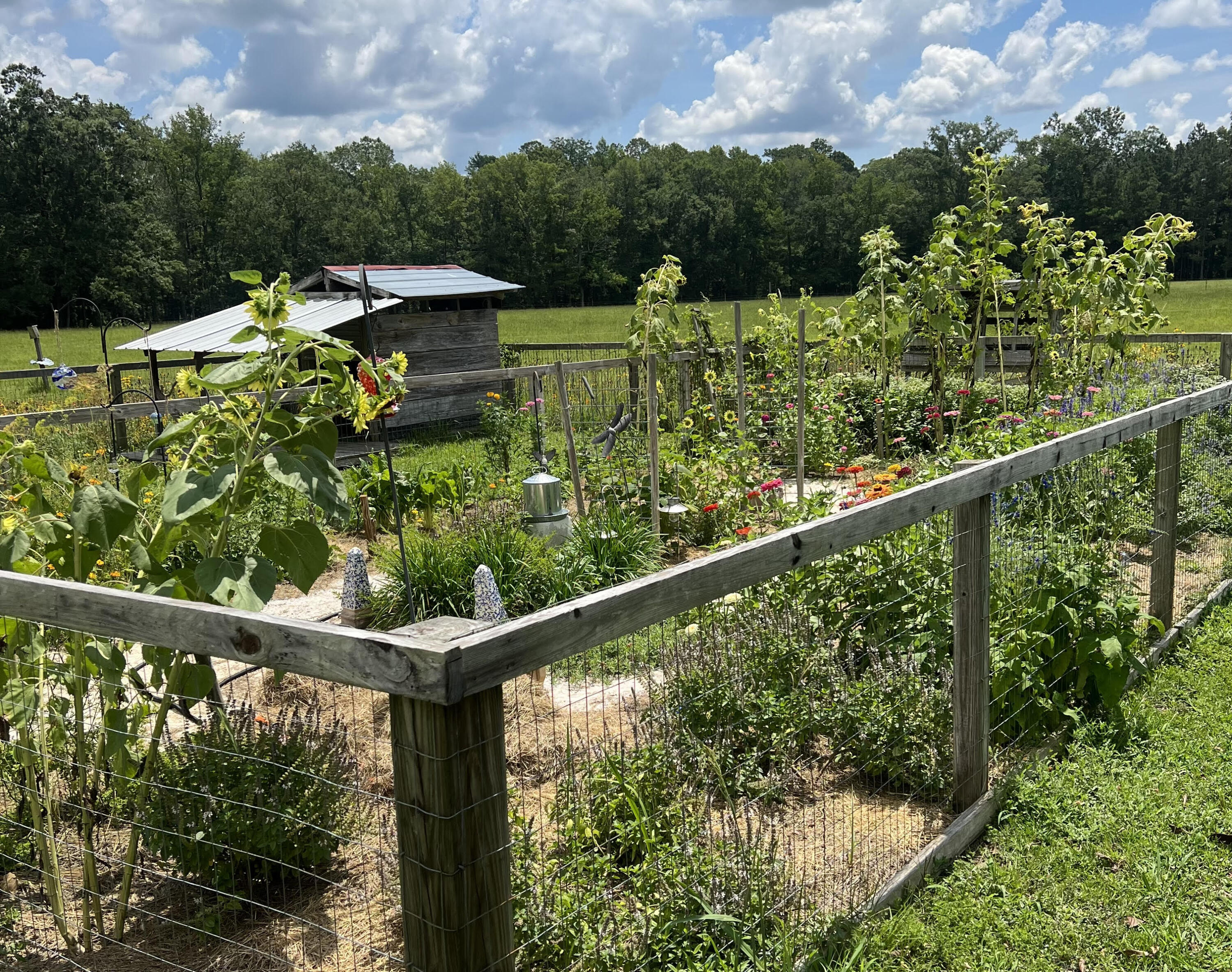 7170 A Bull Run Lane Adams Run, SC 29426 - Photo 28 of 38 7170 Bull Run Ln - Vegetable Garden in J