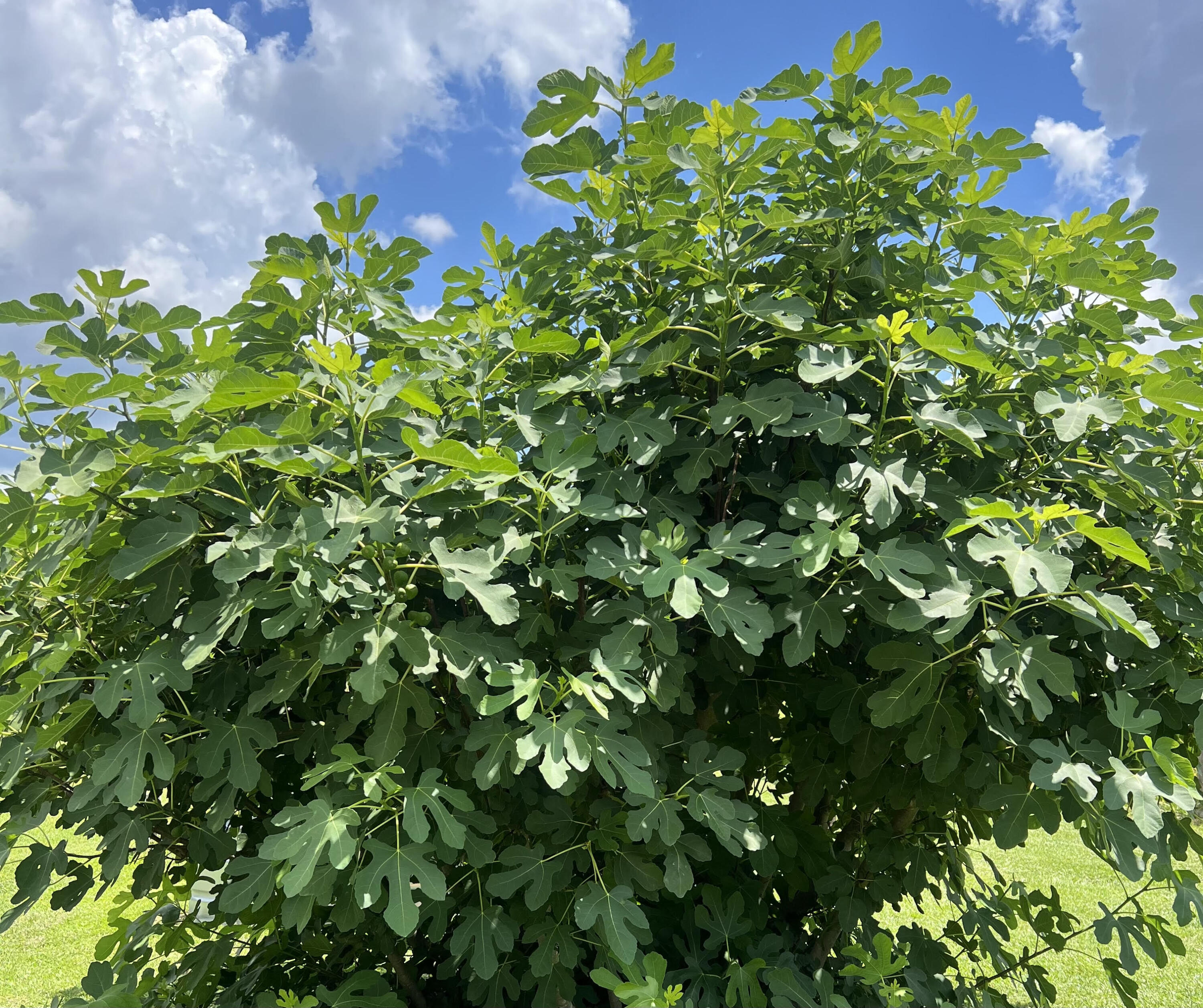 7170 A Bull Run Lane Adams Run, SC 29426 - Photo 29 of 38 7170 Bull Run Ln - Fig 1