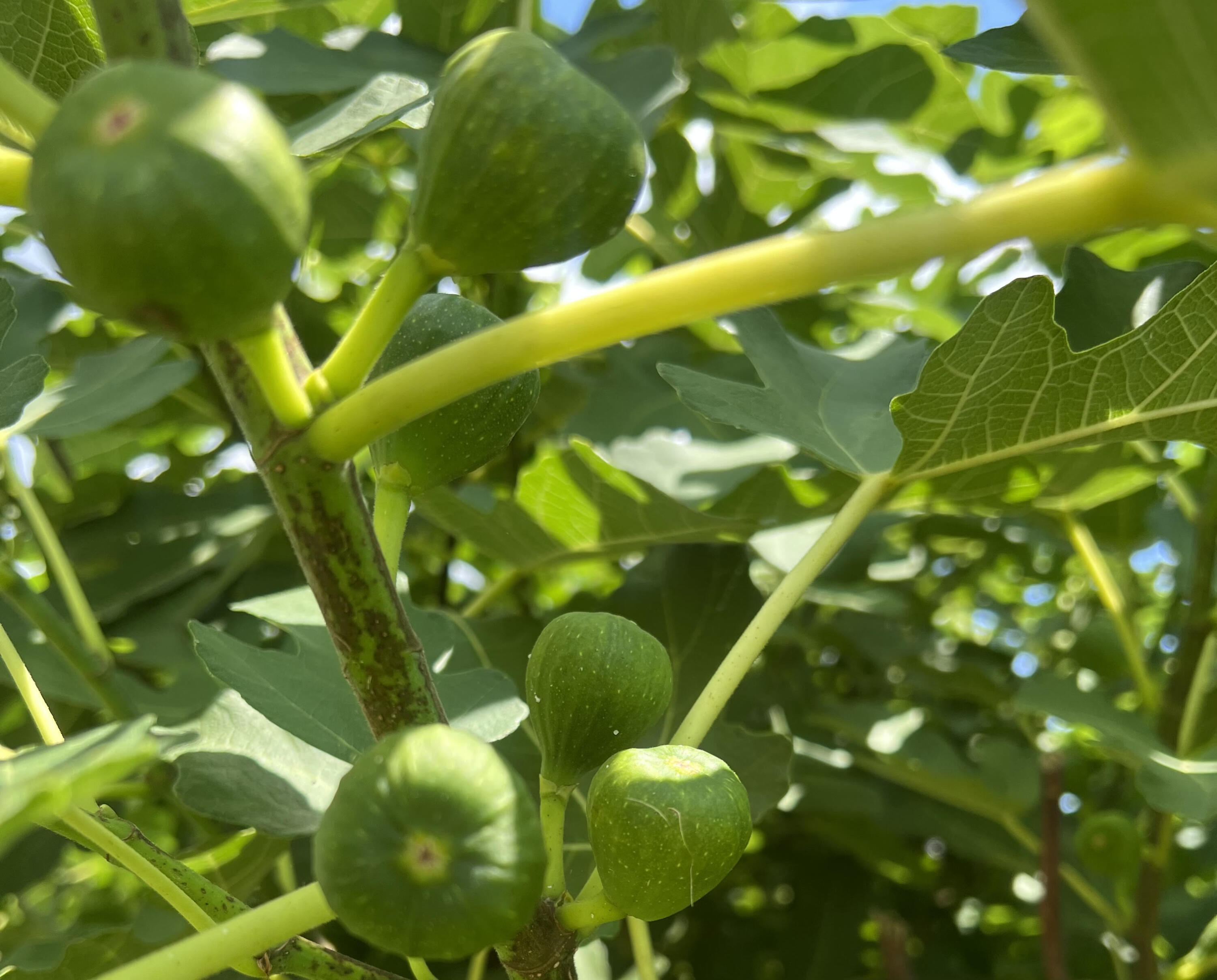 7170 A Bull Run Lane Adams Run, SC 29426 - Photo 30 of 38 7170 Bull Run Ln - Fig 2