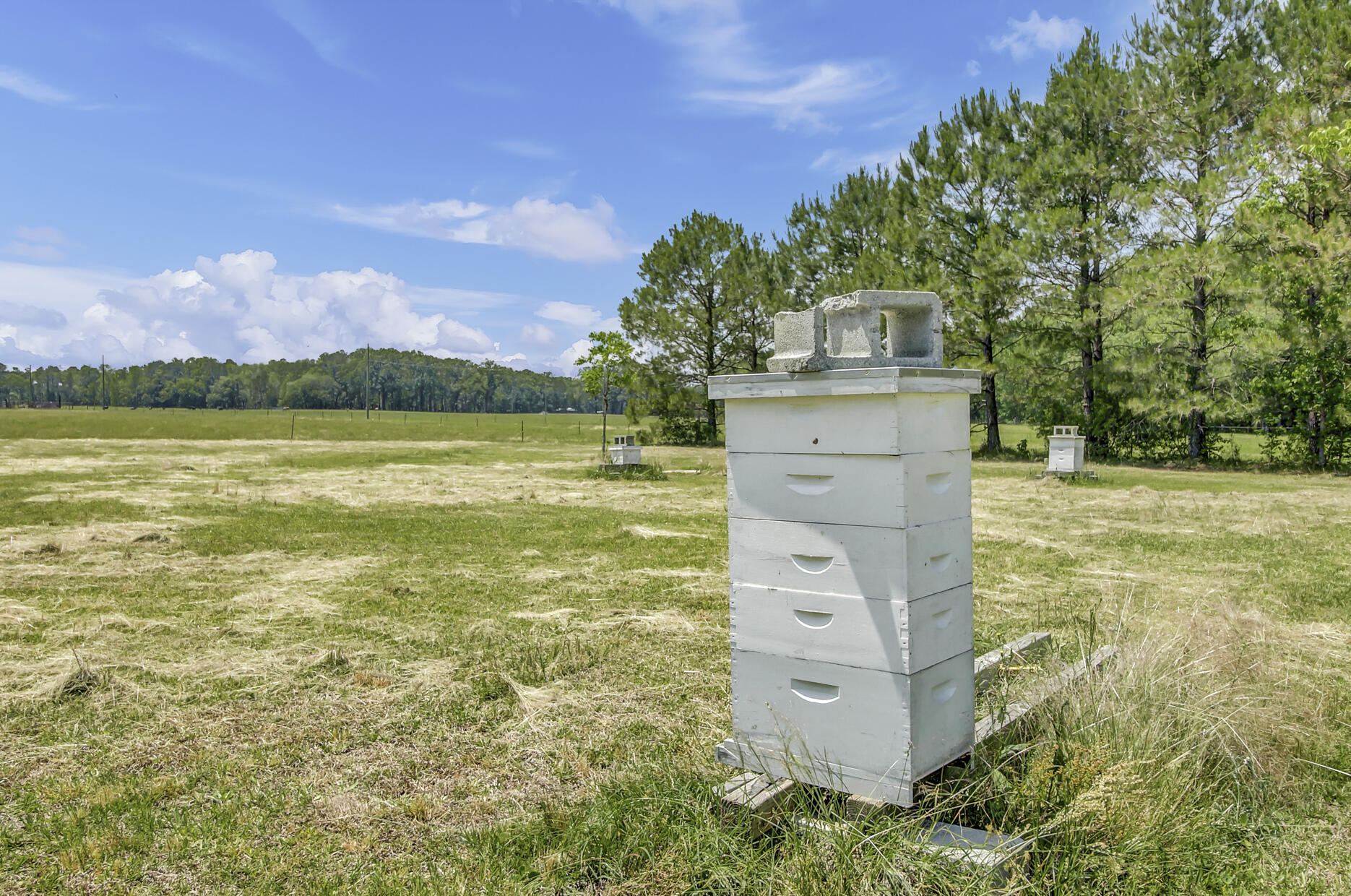 7170 A Bull Run Lane Adams Run, SC 29426 - Photo 36 of 38 7170 Bull Run Ln - Bees 1