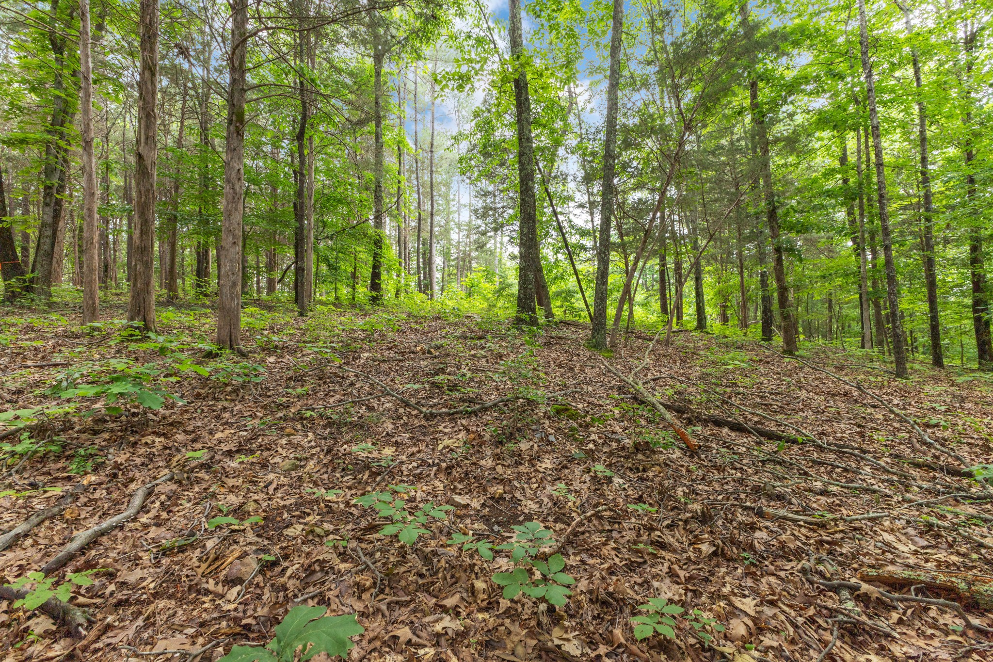 a view of outdoor space and trees
