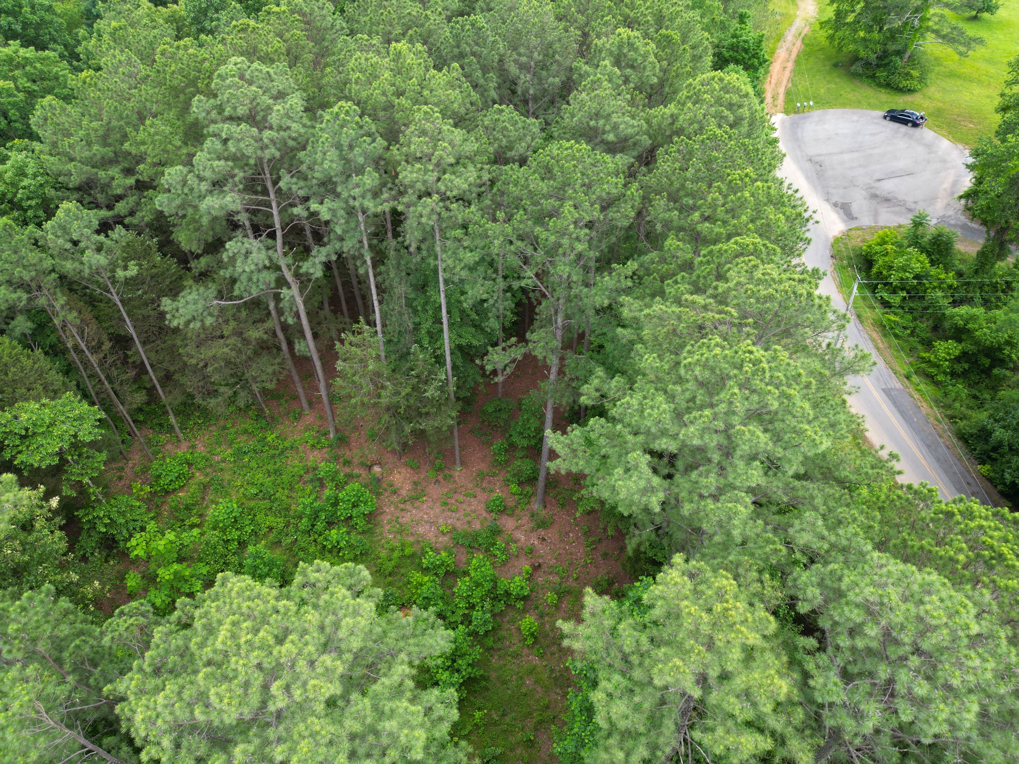 5082 Moorefield Road Cunningham, TN 37052 - Photo 12 of 14 a view of a forest with lots of trees