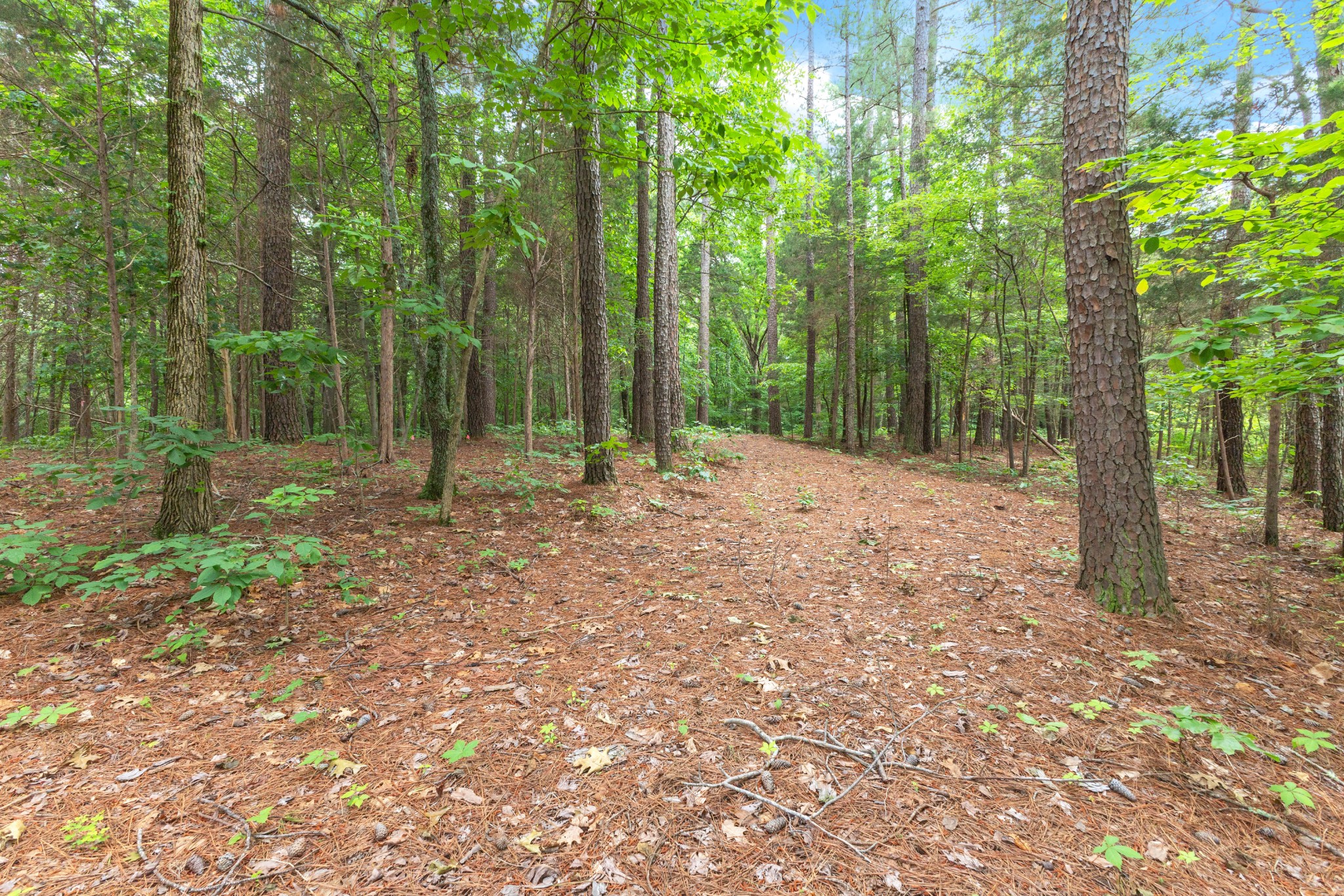 5082 Moorefield Road Cunningham, TN 37052 - Photo 2 of 14 a backyard of a house with lots of green space