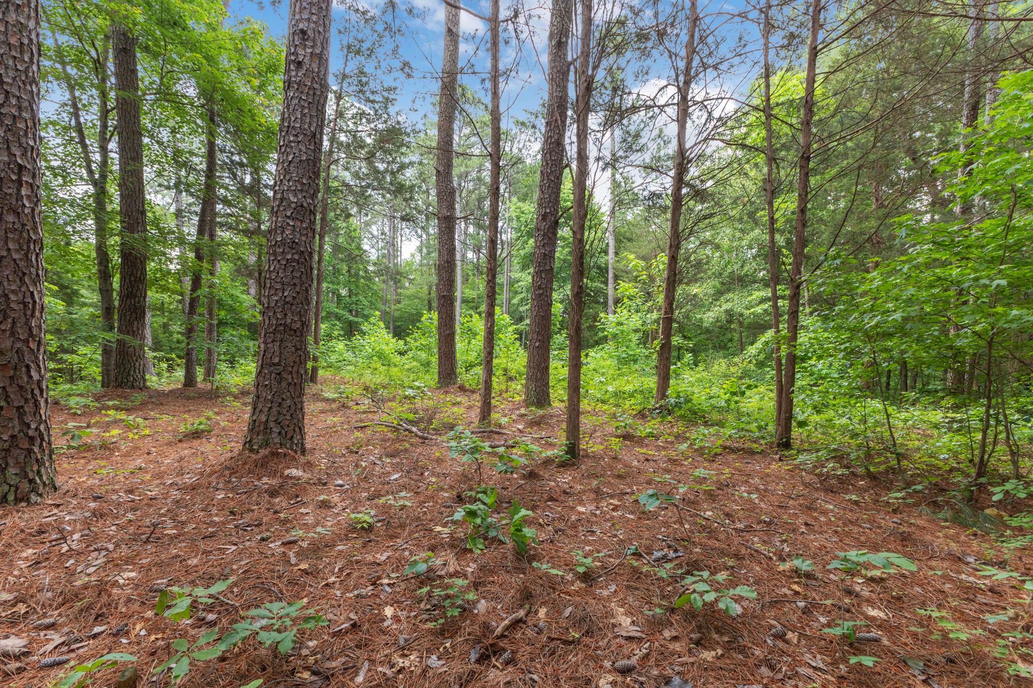 5082 Moorefield Road Cunningham, TN 37052 - Photo 8 of 14 a view of outdoor space and green space