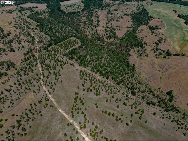 view of a dry yard with lots of green space