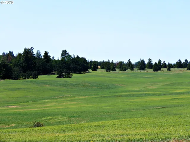 a grassy field with trees in the background