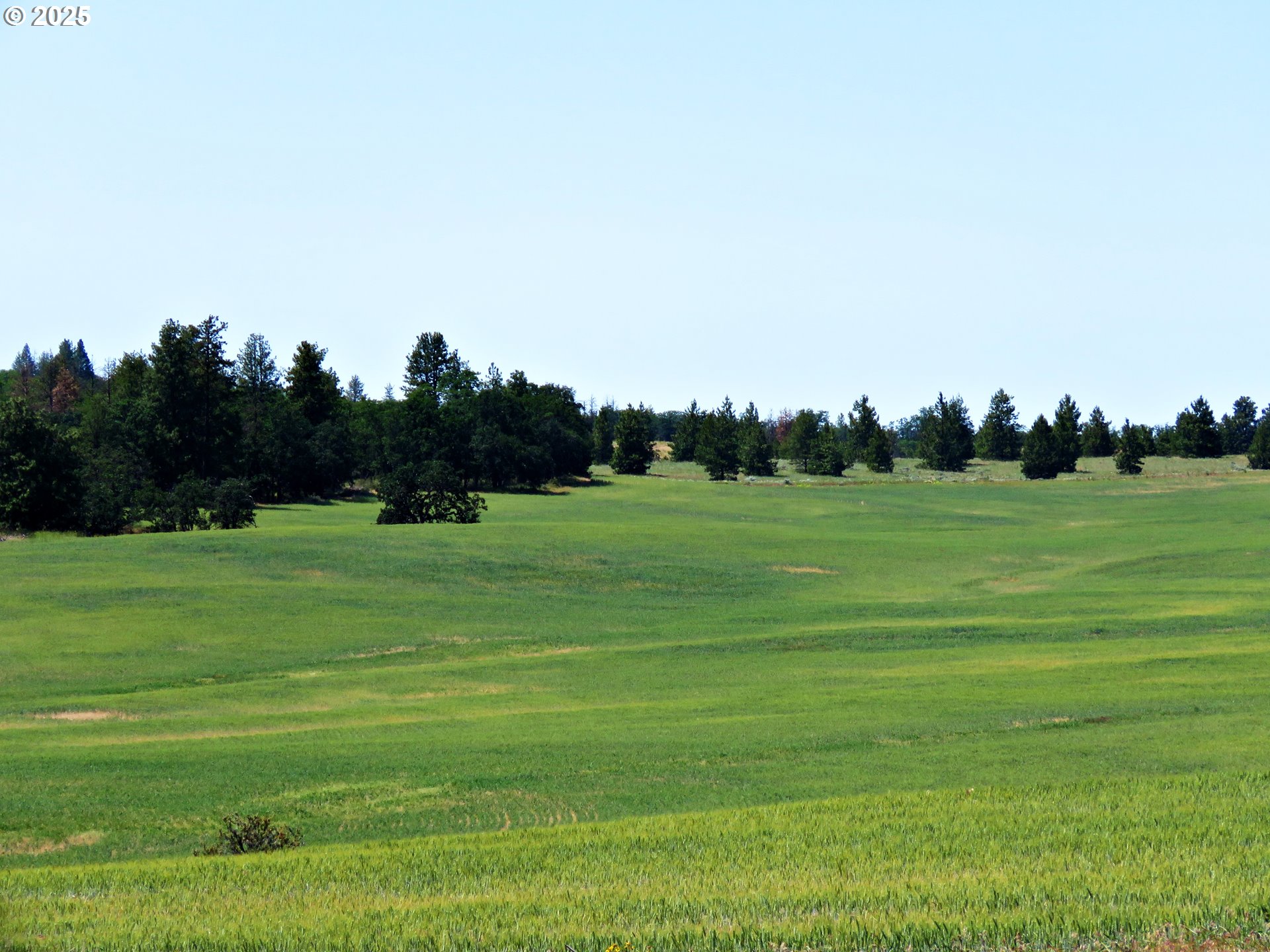 Friend Road Dufur, OR 97021 - Photo 23 of 32 a grassy field with trees in the background