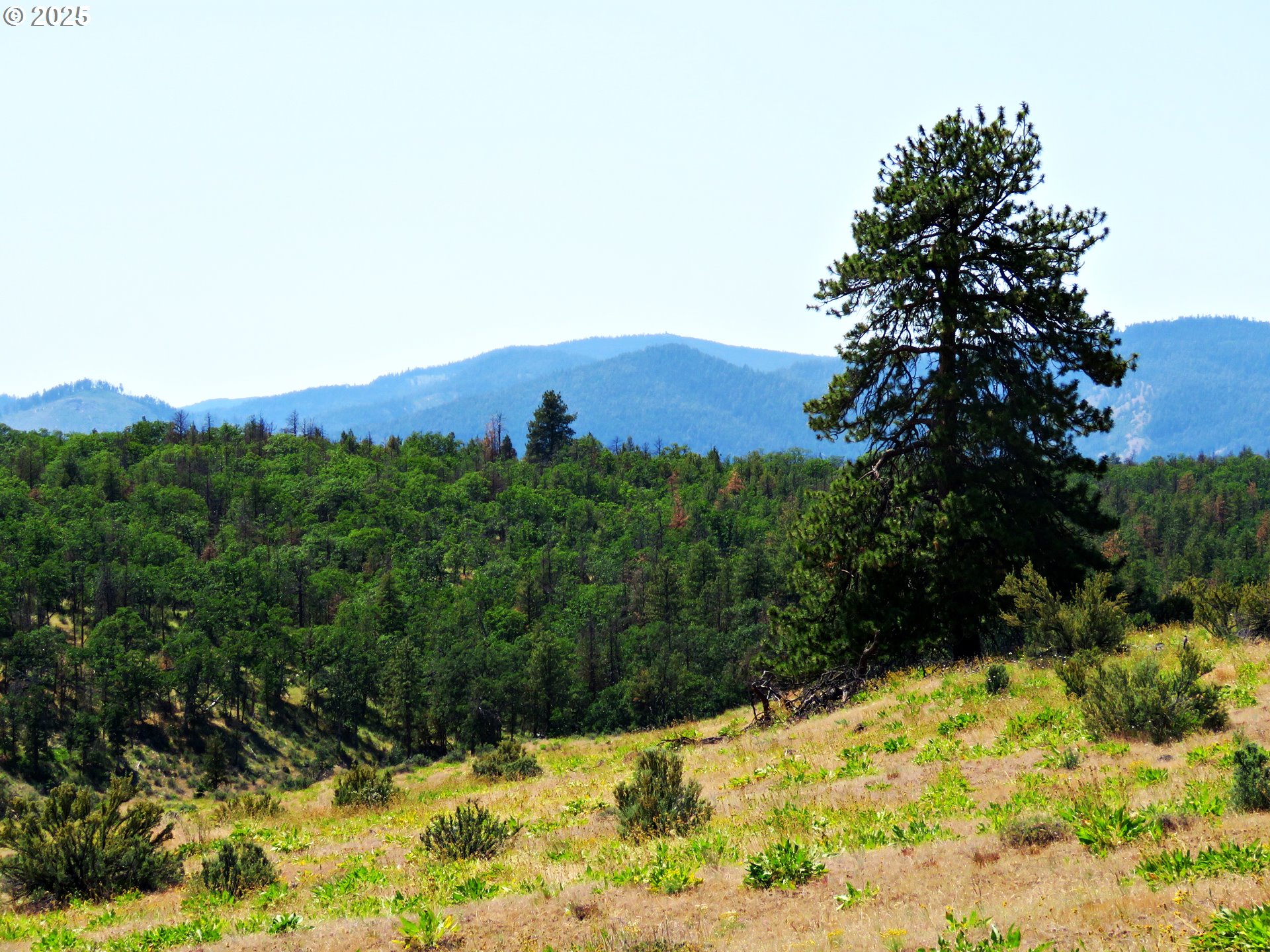 Friend Road Dufur, OR 97021 - Photo 25 of 32 a view of a yard with a tree