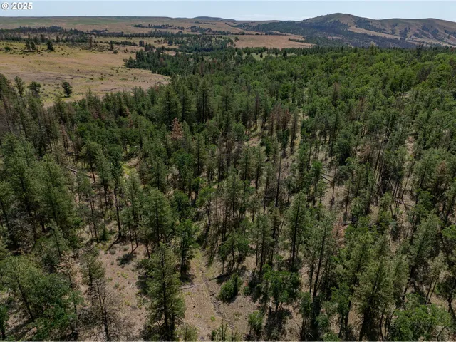 a view of a field with a tree
