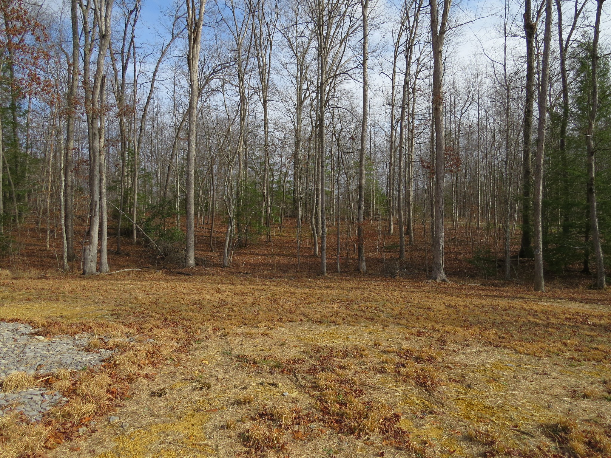 4345 Chapel Hill Road Crawford, TN 38554 - Photo 3 of 15 a view of outdoor space with deck and tree