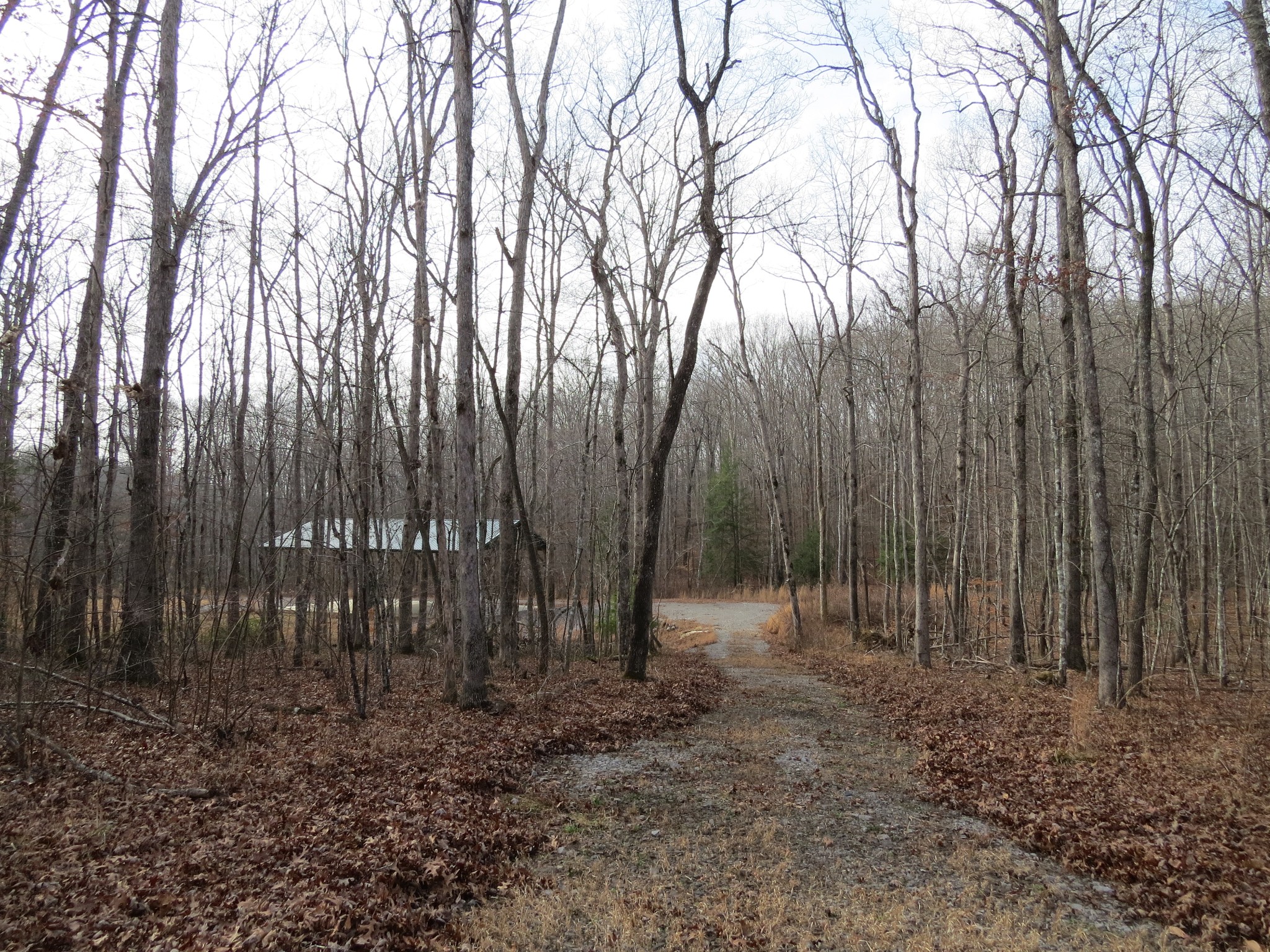 4345 Chapel Hill Road Crawford, TN 38554 - Photo 5 of 15 a view of outdoor space with lots of trees