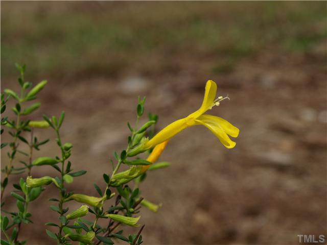 2131 Marions Ford Road Chapel Hill, NC 27516 - Photo 22 of 25 Clinopodium coccineum, "Ohoopee Yellow," one of hundreds of flowering plants in the gardens.