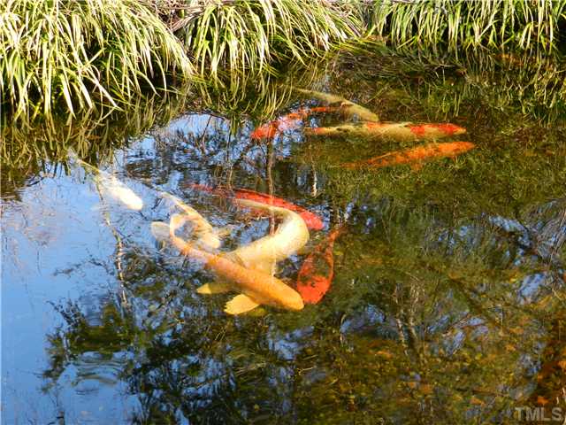 2131 Marions Ford Road Chapel Hill, NC 27516 - Photo 9 of 25 Koi.