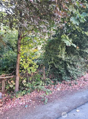 a big yard with lots of plants