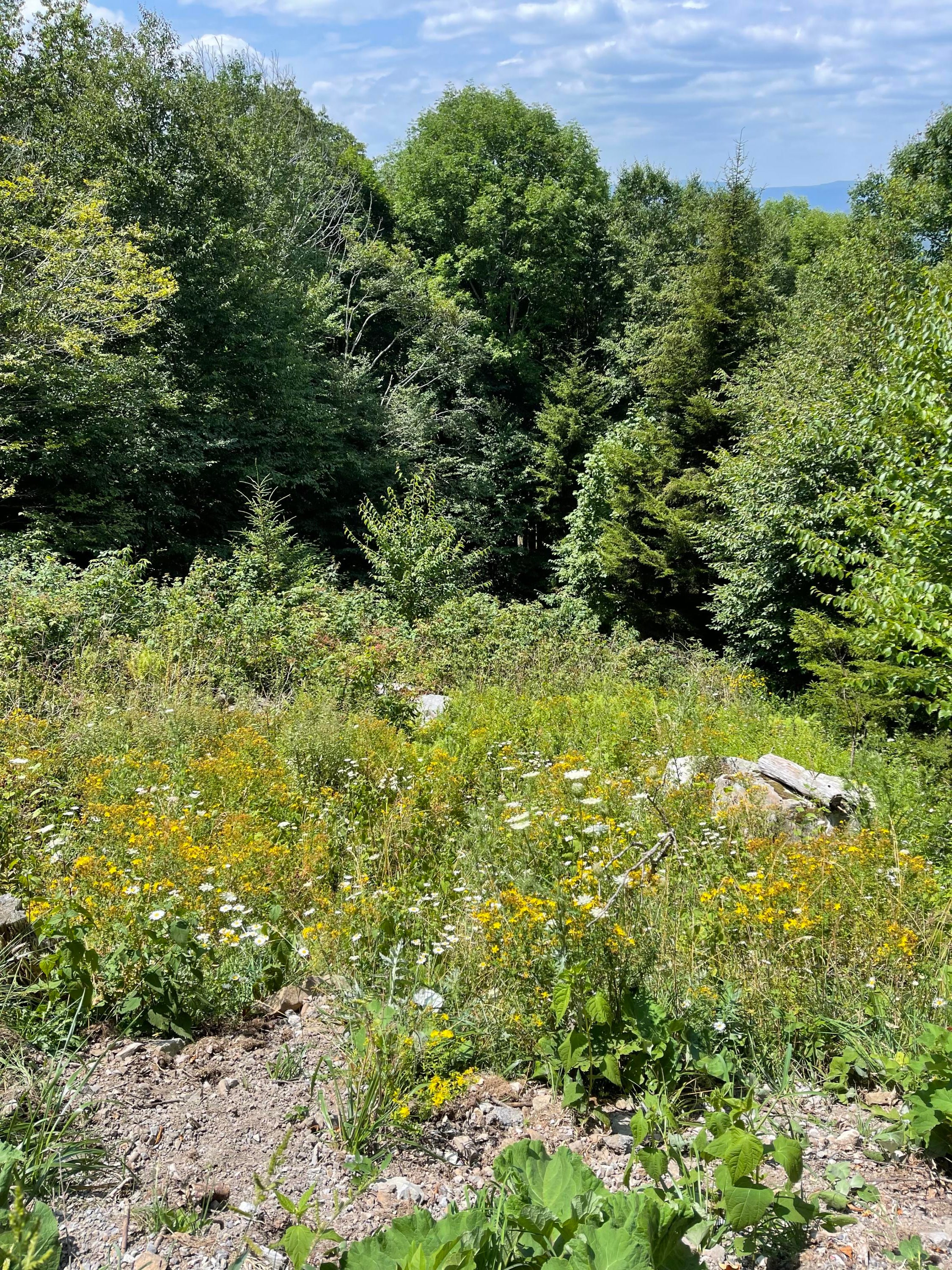 14 North Westridge Road Slatyfork, WV 26291 - Photo 1 of 1 Gallery Image 1