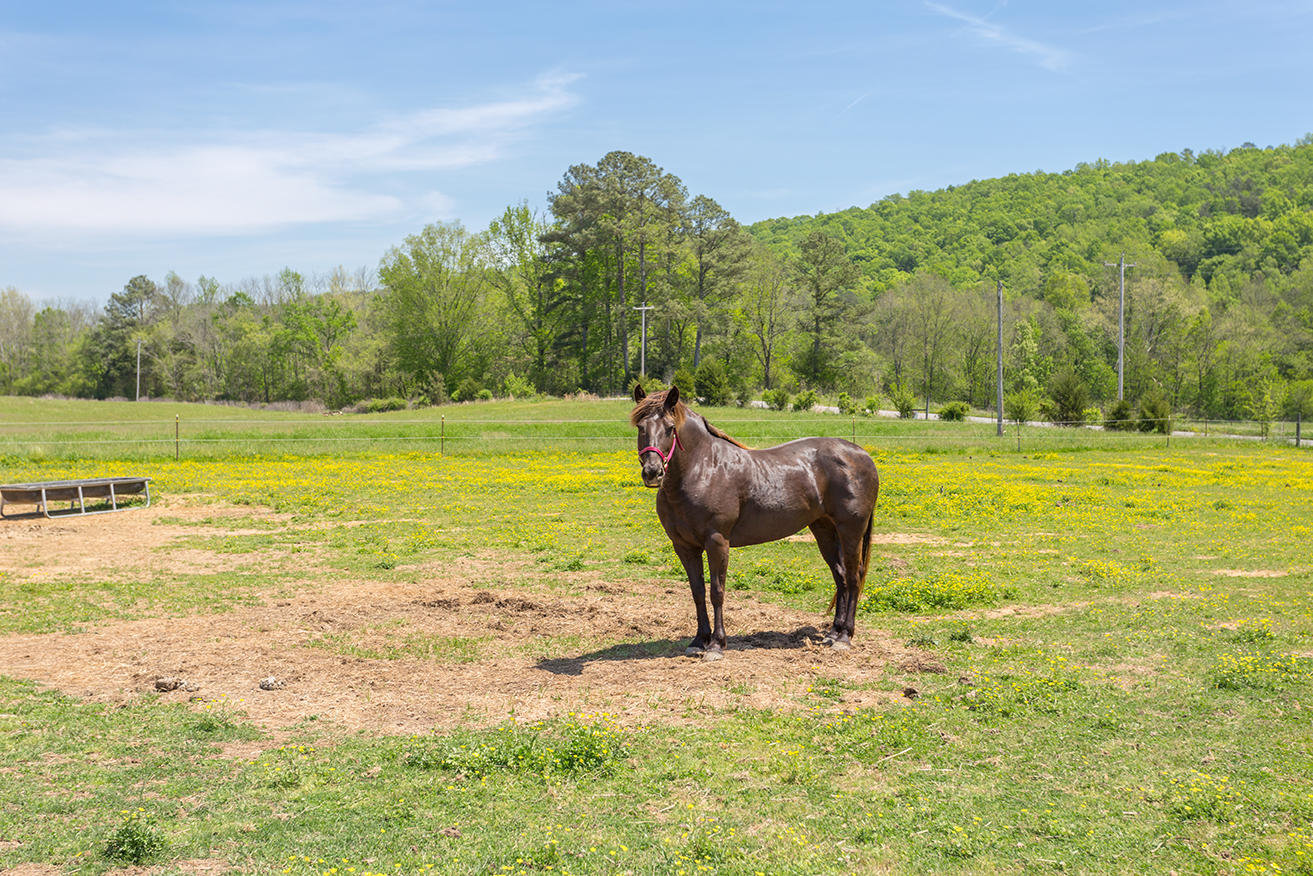 1387 South No Pone Valley Road Decatur, TN 37322 - Photo 58 of 58 IMG_6485