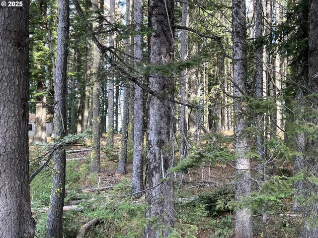 a backyard of a house with lots of trees