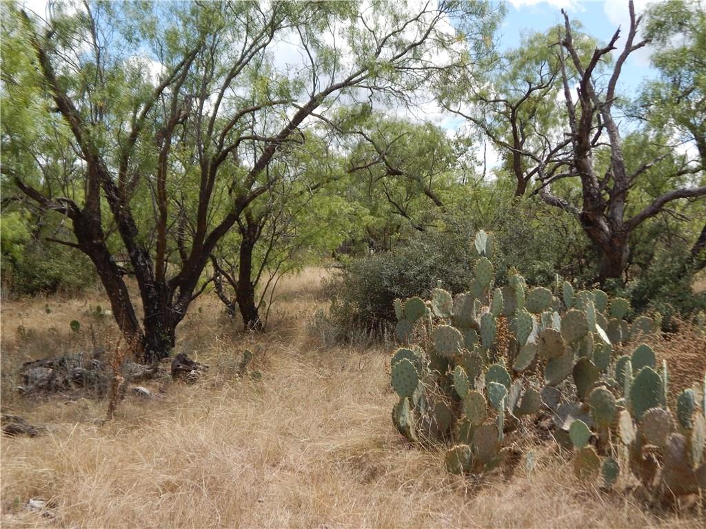 356 Lohn Tx 76852 Lohn, TX 76852 - Photo 11 of 36 a view of a tree in middle of the forest