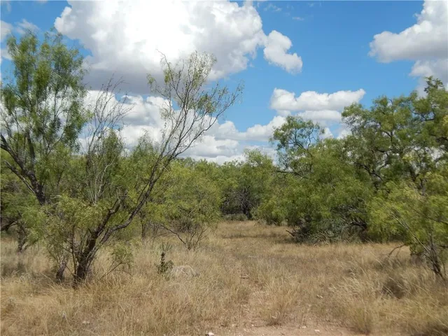 a view of a forest with a tree