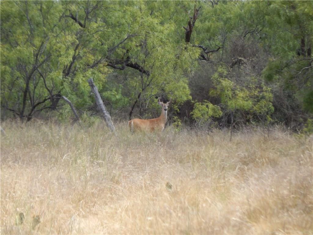 356 Lohn Tx 76852 Lohn, TX 76852 - Photo 16 of 36 a view of a dry yard