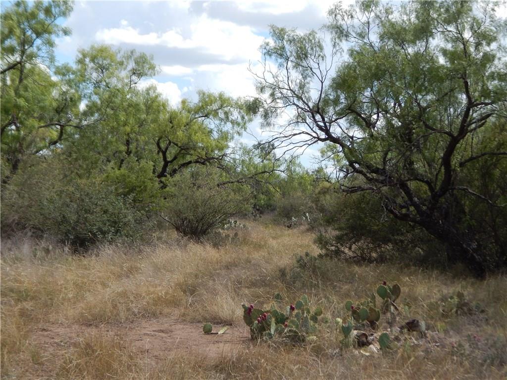 356 Lohn Tx 76852 Lohn, TX 76852 - Photo 2 of 36 a view of a forest with a tree