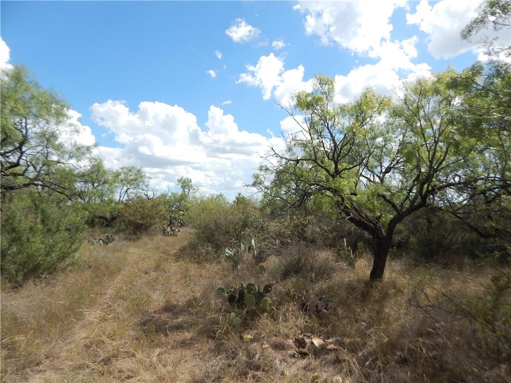 356 Lohn Tx 76852 Lohn, TX 76852 - Photo 23 of 36 a view of a forest with lots of trees