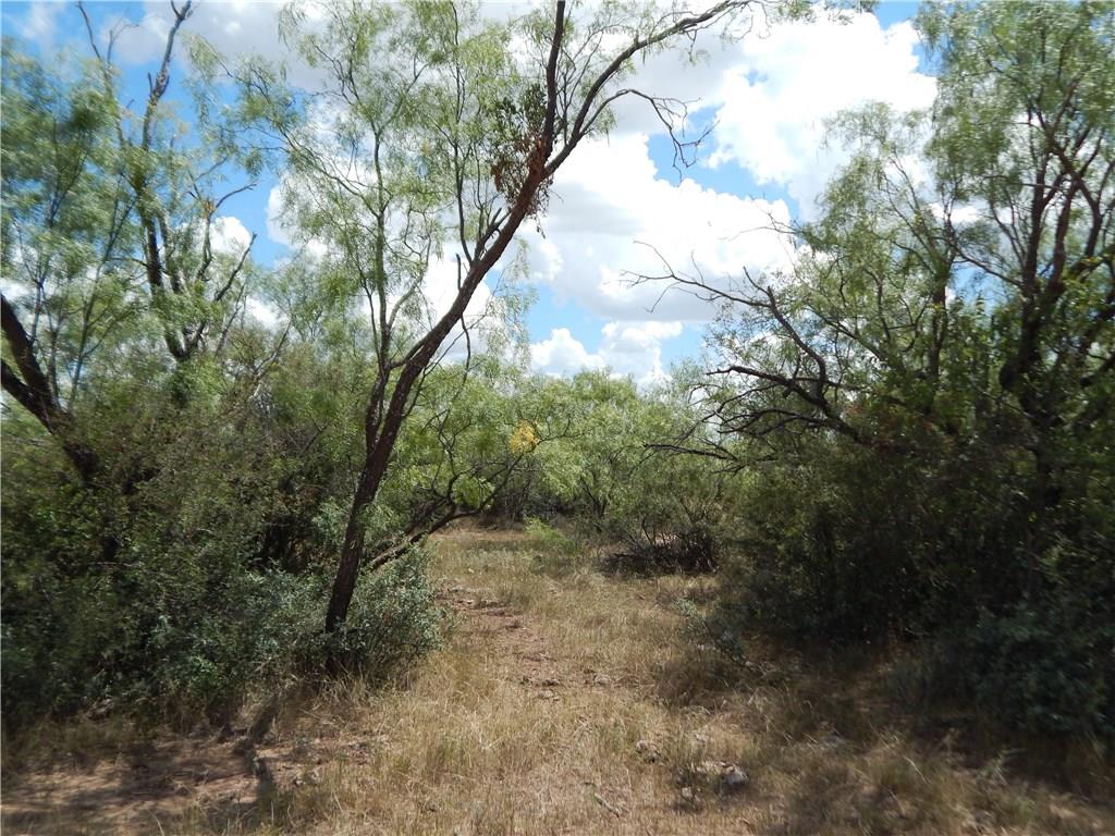 356 Lohn Tx 76852 Lohn, TX 76852 - Photo 3 of 36 a view of a forest with trees in the background