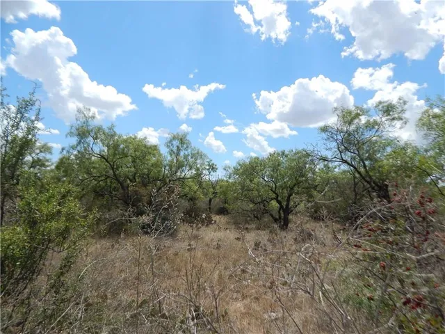 a view of a bunch of trees