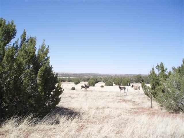 139 Idlewild Ranch Show Low, AZ 85901 - Photo 13 of 13