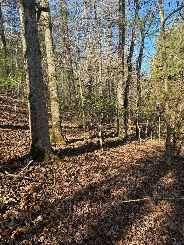 1.03 Deep Frst Road Murphy, NC 28906 - Photo 8 of 28