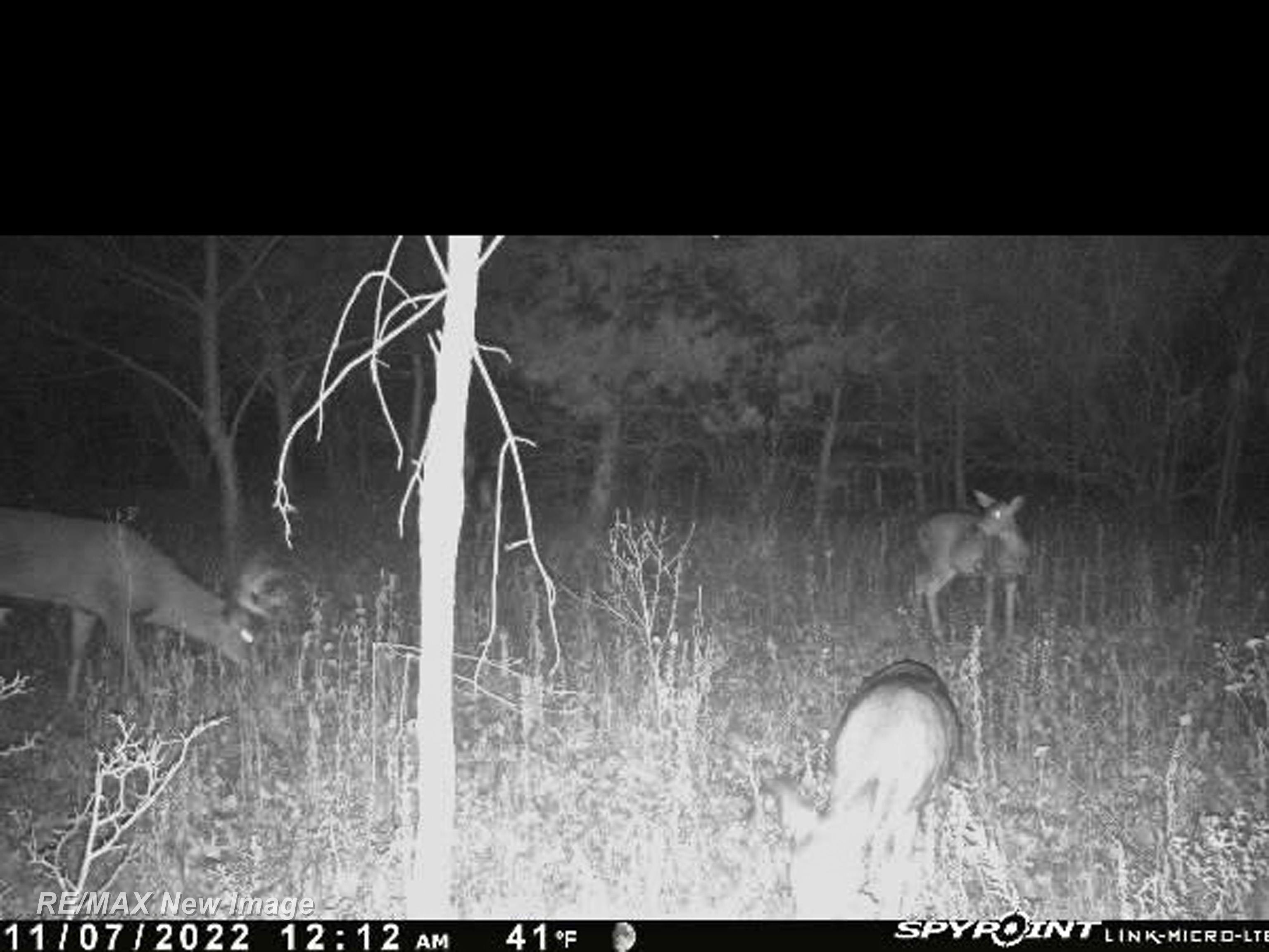 19095 Grabowski Road St. Charles, MI 48655 - Photo 38 of 46