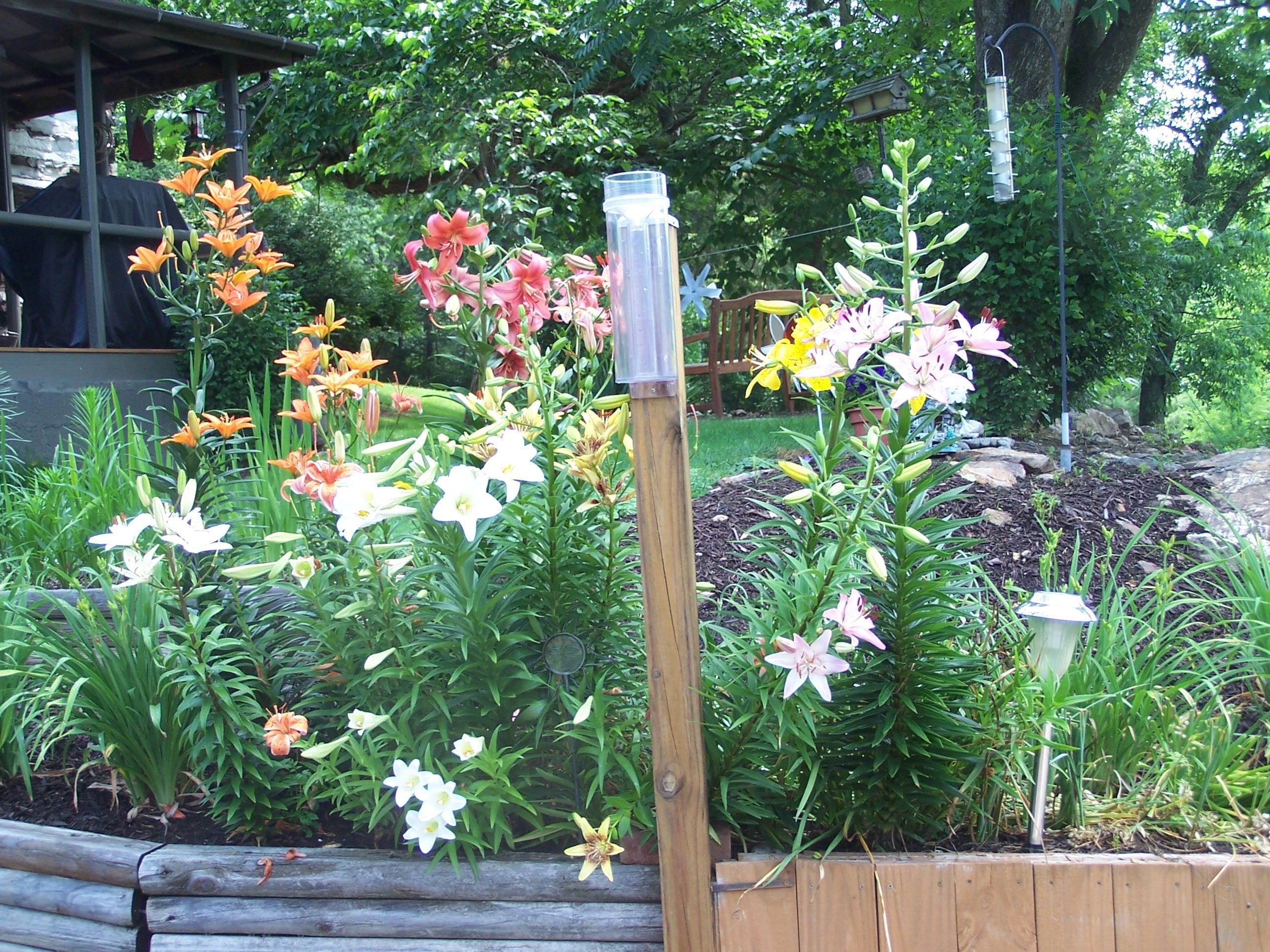 5512 Yellow Mountain Road Roanoke, VA 24014 - Photo 3 of 21 Lilies at house entrance.jpg