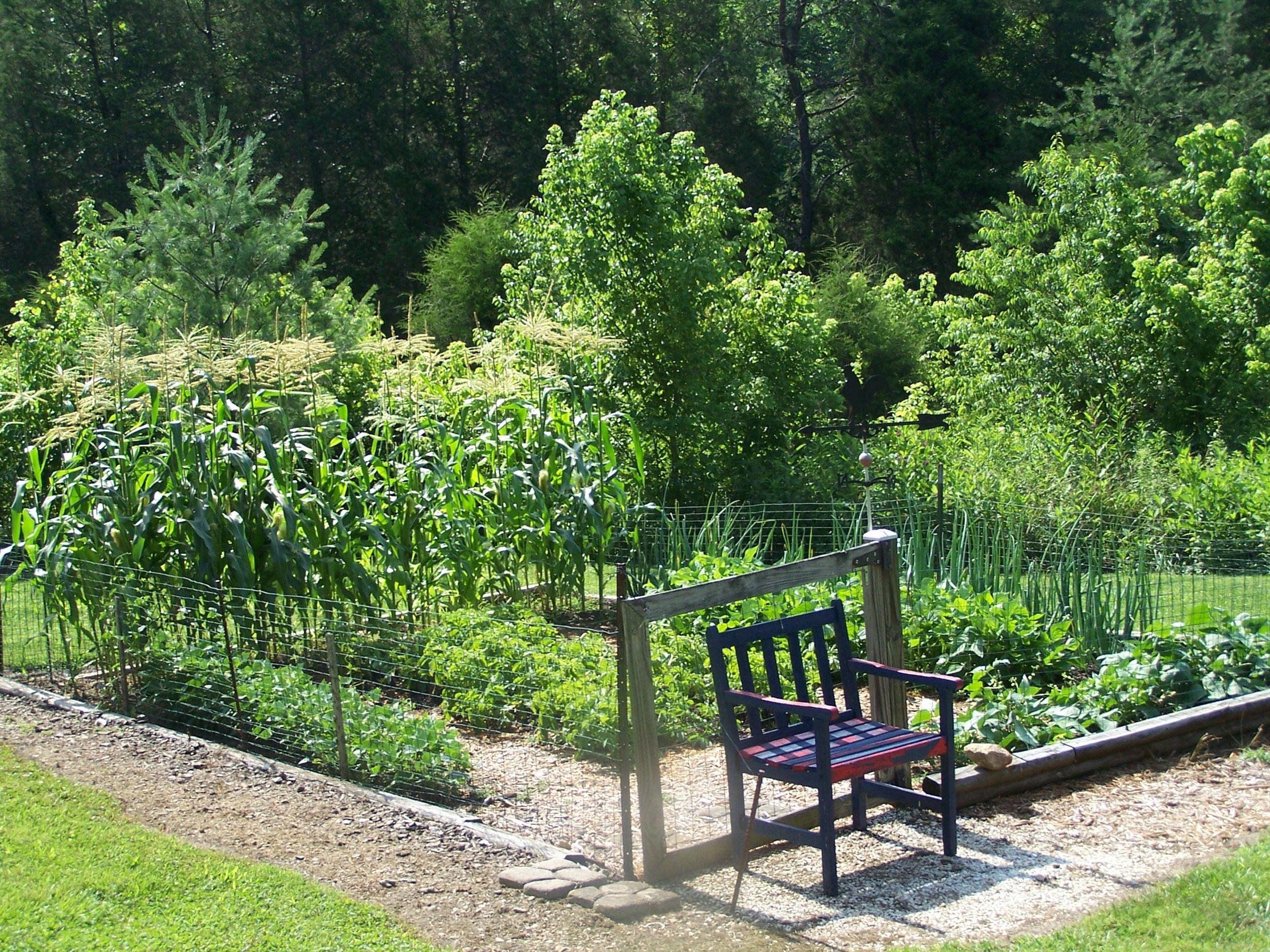5512 Yellow Mountain Road Roanoke, VA 24014 - Photo 4 of 21 Vegetable garden.jpg