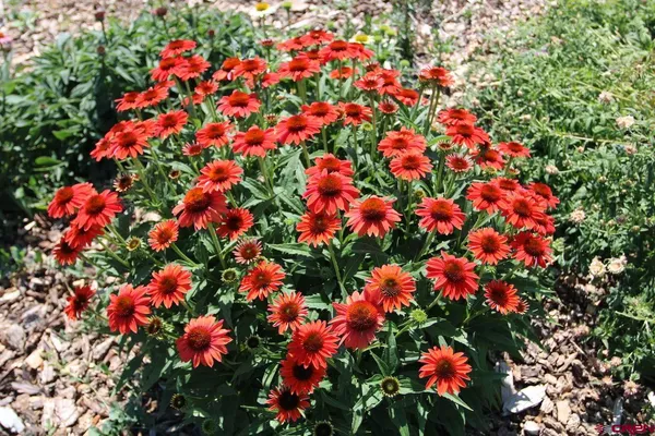 $429,300 | 950 Southeast Deer Creek Drive, Cedaredge, CO 81413