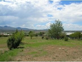 a view of a big yard with plants and large trees