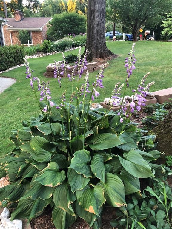 5610 Fleming Terrace Road Greensboro, NC 27410 - Photo 48 of 50 Spring hostas await!