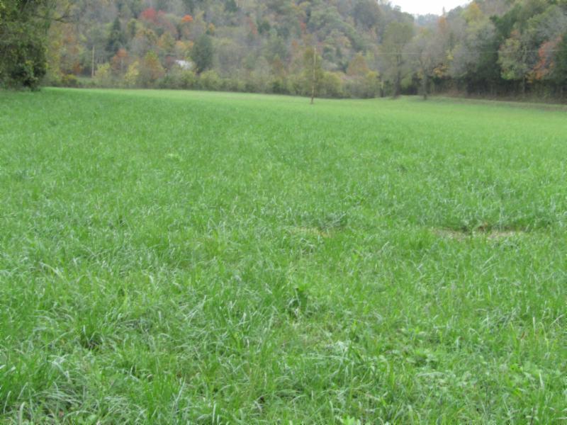 55.83-ac Dry Creek Road Moss, TN 38575 - Photo 21 of 36 IMG_0152