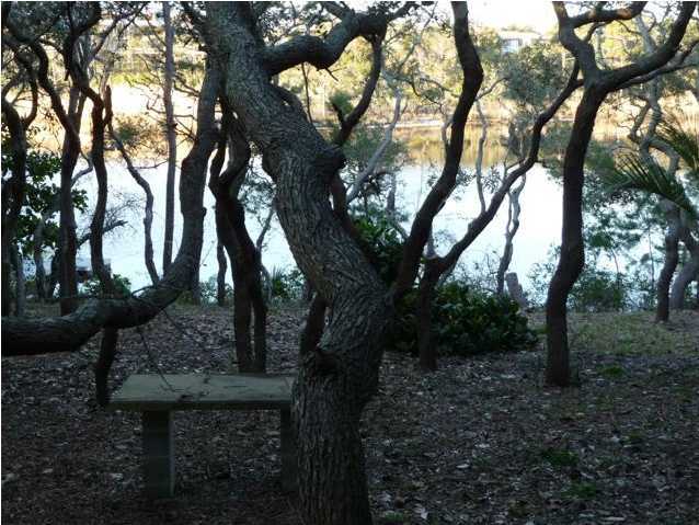 813 Blue Mountain Road Santa Rosa Beach, FL 32459 - Photo 3 of 19 a view of a forest filled with trees