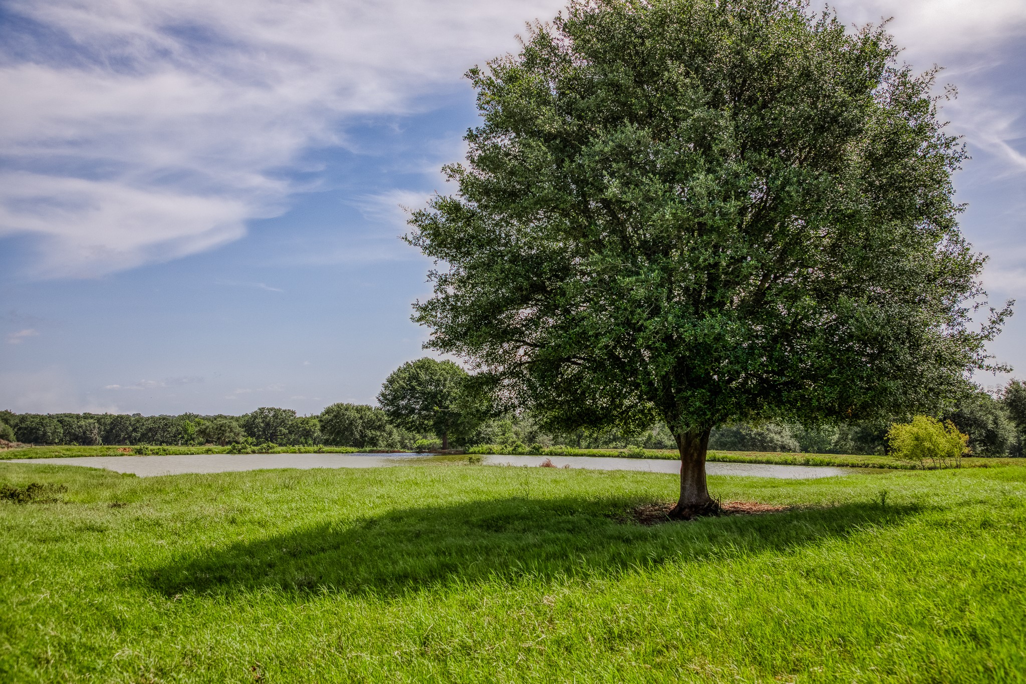 18581 William Penn Road Washington, TX 77880 - Photo 40 of 49 a view of green field with trees
