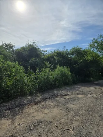 a view of a dry yard with trees