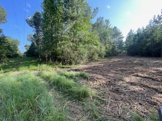 Tbd McClain Road Liberty, MS 39645 - Photo 7 of 14 Photo 7