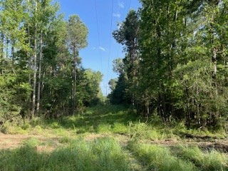 Tbd McClain Road Liberty, MS 39645 - Photo 8 of 14 Photo 8