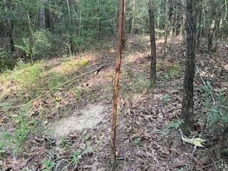 Tbd McClain Road Liberty, MS 39645 - Photo 10 of 14 Photo 10