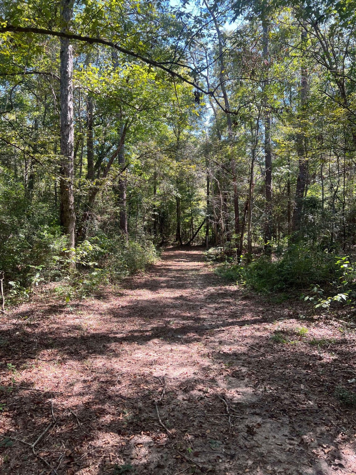 18157 State Highway 87 Call, TX 75933 - Photo 23 of 39 a backyard of a house with lots of green space