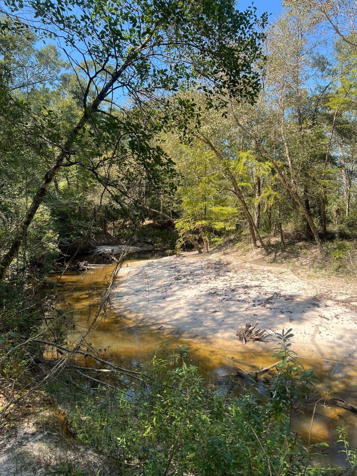 18157 State Highway 87 Call, TX 75933 - Photo 25 of 39 a view of a yard with an trees