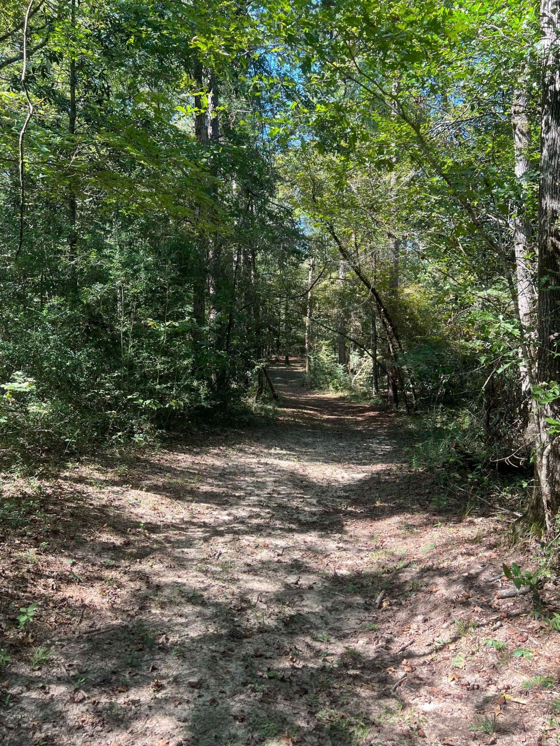 18157 State Highway 87 Call, TX 75933 - Photo 26 of 39 a view of a yard with a trees
