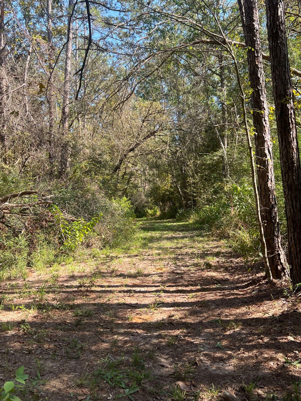 18157 State Highway 87 Call, TX 75933 - Photo 27 of 39 a view of a ocean view