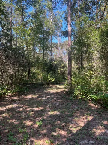 a view of a forest with a forest