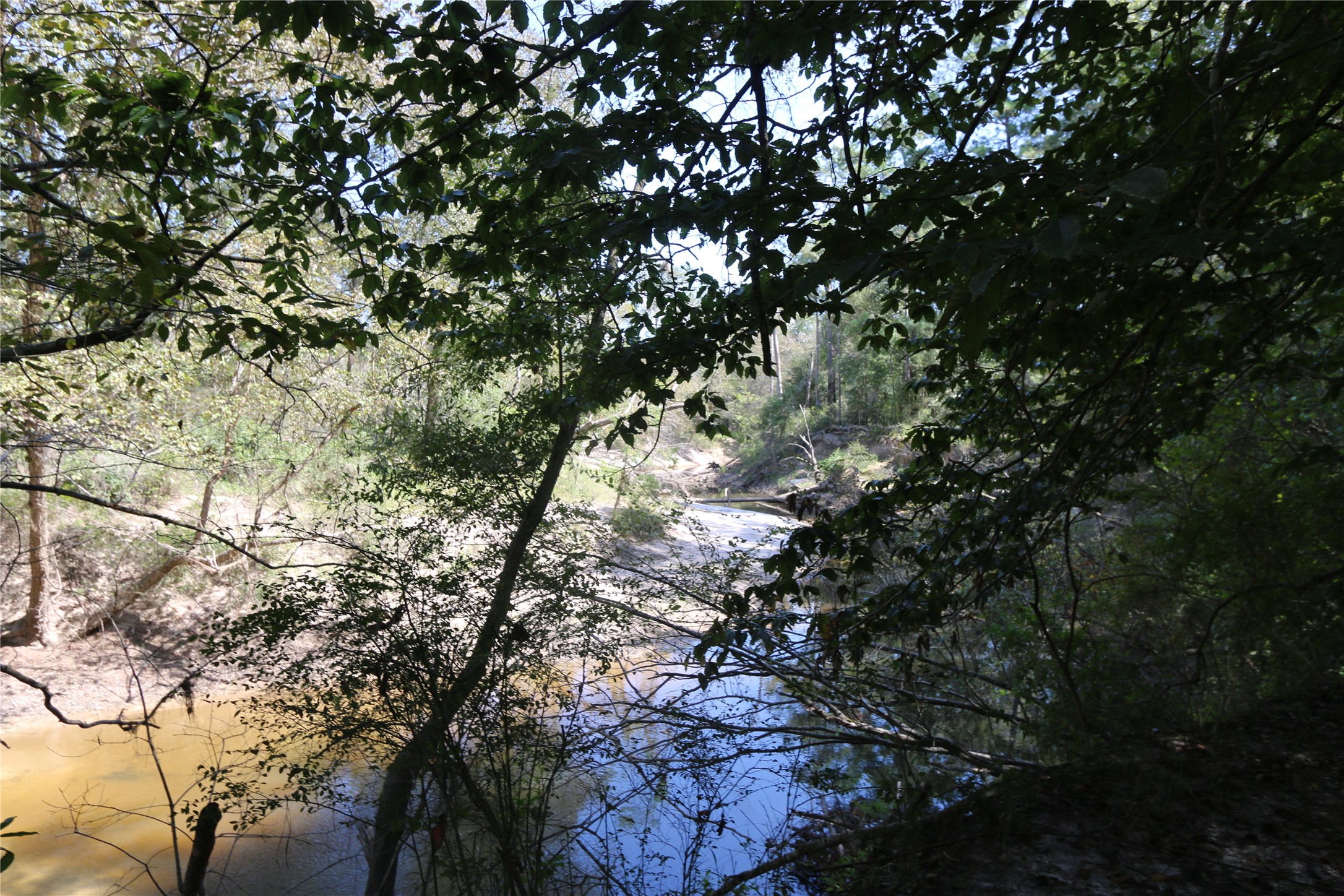 18157 State Highway 87 Call, TX 75933 - Photo 39 of 39 a view of tree